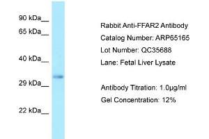 Western Blotting (WB) image for anti-Free Fatty Acid Receptor 2 (FFAR2) (C-Term) antibody (ABIN2790063)