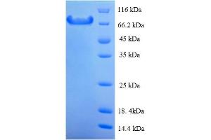 SDS-PAGE (SDS) image for Calpain 1 (CAPN1) (AA 1-713), (full length) protein (His tag) (ABIN5709189)