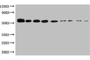 WB:SUMO-tagged fusion protein(20 ng/mL) was subjected to SDS-PAGE followed by Western Blot with ABIN7179961 at dilution of Lane 1:1000 Lane 4:8000 Lane 7:64000 Lane 2:2000 Lane 5:16000 Lane 8:128000 Lane 3:4000 Lane 6:32000 Lane 9:256000 Secondary Goat polyclonal to Mouse IgG at 1/5000 dilution Predicted band size:55kd Observed band size:55kd (SUMO Tag anticorps)