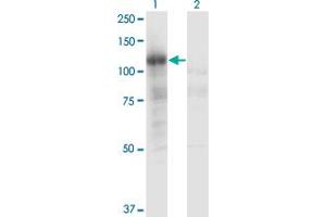 Western Blot analysis of PLCL2 expression in transfected 293T cell line by PLCL2 monoclonal antibody (M02), clone 1C7. (PLCL2 anticorps  (AA 121-210))