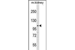 Mouse Stat2 Antibody (Center) (ABIN1538530 and ABIN2850332) western blot analysis in mouse kidney tissue lysates (35 μg/lane).