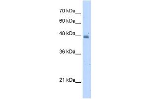 KYNU antibody used at 5 ug/ml to detect target protein. (KYNU anticorps)