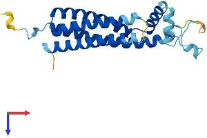 AlphaFold protein structure predicition of Mouse Recombinant Tspan31 Protein, UniprotID Q9CQ88