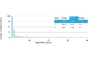 Protein Array (PAr) image for anti-Melanoma Associated Chondroitin Sulfate Proteoglycan (MCSP) antibody (ABIN7456098)