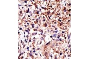 Image no. 2 for anti-Cell Cycle Associated Protein 1 (Caprin-1) (C-Term) antibody (ABIN357728) (Caprin-1 anticorps  (C-Term))