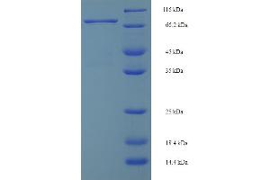 SDS-PAGE (SDS) image for Interferon Regulatory Factor 5 (IRF5) (AA 1-497), (full length) protein (His-SUMO Tag) (ABIN5709765)