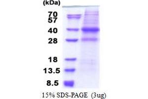 SDS-PAGE (SDS) image for Capping Protein (Actin Filament) Muscle Z-Line, alpha 2 (CAPZA2) (AA 1-286) protein (His tag) (ABIN5853277)