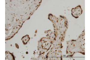 Immunoperoxidase of monoclonal antibody to FOXA2 on formalin-fixed paraffin-embedded human placenta. (FOXA2 anticorps  (AA 363-457))