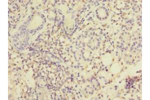 Immunohistochemistry of paraffin-embedded human pancreatic tissue using ABIN7159469 at dilution of 1:100 (MPPED1 anticorps  (AA 1-326))