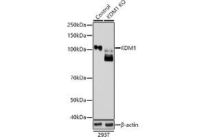 Western blot analysis of extracts from normal (control) and KDM1 knockout (KO) 293T cells, using KDM1 antibody (ABIN3021574, ABIN3021575, ABIN3021576, ABIN1513123 and ABIN1514268) at 1:1000 dilution.