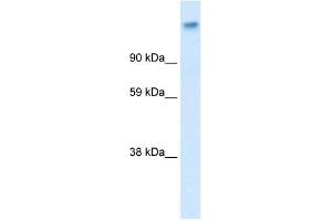 CACNA2D1 antibody used at 0. (CACNA2D1 anticorps  (Middle Region))