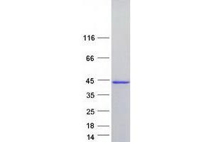 Validation with Western Blot