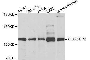 Western blot analysis of extracts of various cell lines, using SECISBP2 antibody (ABIN5974073) at 1/1000 dilution. (SECISBP2 anticorps)