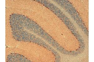 Immunohistochemistry analysis using Mouse Anti-HCN1 Monoclonal Antibody, Clone S70-28 . (HCN1 anticorps  (AA 778-910) (HRP))