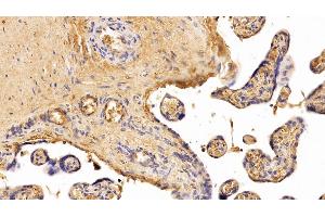 Detection of Hpt in Human Placenta Tissue using Polyclonal Antibody to Haptoglobin (Hpt)