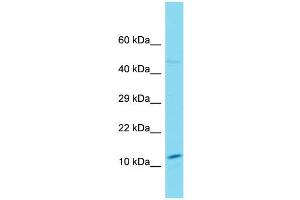 Host: Rabbit Target Name: SNX20 Sample Type: U937 Whole Cell lysates Antibody Dilution: 1. (SNX20 anticorps  (N-Term))