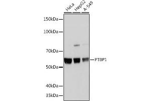 Western blot analysis of extracts of various cell lines, using PTBP1 Rabbit mAb (ABIN7269464) at 1:1000 dilution. (PTBP1 anticorps)