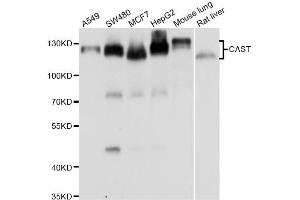 Western blot analysis of extracts of various cell lines, using CAST antibody (ABIN5975784) at 1/1000 dilution. (Calpastatin anticorps)