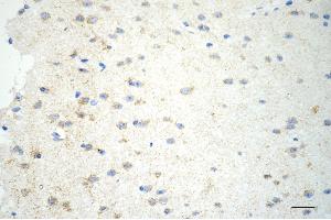 Immunohistochemistry was performed on paraffin-embedded mouse brain using glutamic-oxaloacetic transaminase 2 antibody (ABIN7798746), 1:200). (Recombinant GOT2 anticorps)