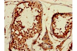 IHC image of ABIN7148907 diluted at 1:1200 and staining in paraffin-embedded human testis tissue performed on a Leica BondTM system.