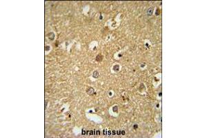 RAB11FIP2 Antibody immunohistochemistry analysis in formalin fixed and paraffin embedded human brain tissue followed by peroxidase conjugation of the secondary antibody and DAB staining. (RAB11FIP2 anticorps  (AA 345-374))