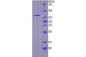 SDS-PAGE (SDS) image for Nucleoside Phosphorylase (NP) (AA 1-289) protein (His tag) (ABIN4989455)
