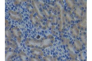 IHC-P analysis of Mouse Kidney Tissue, with DAB staining. (CYP26A1 anticorps  (AA 250-495))