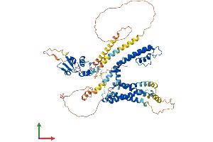 AlphaFold protein structure predicition of Mouse Recombinant Kcna4 Protein, UniprotID Q61423