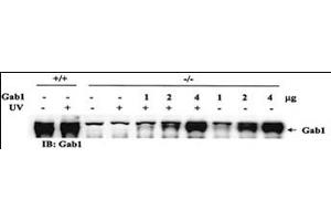 Rescue of the JNK pathway by expression of wild-type Gab1 in Gab1-/- cells. (GAB1 anticorps)