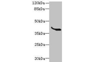 Western blot All lanes: LRTM1 antibody at 0. (LRTM1 anticorps  (AA 1-212))