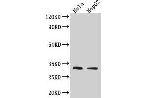 Western Blot Positive WB detected in: Hela whole cell lysate, HepG2 whole cell lysate All lanes: TMEM192 antibody at 3.