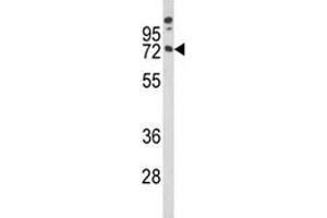 Western blot analysis of MAG antibody and A375 lysate