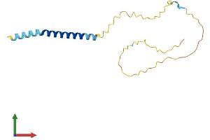 AlphaFold protein structure predicition of Human Recombinant SCIMP Protein, UniprotID Q6UWF3
