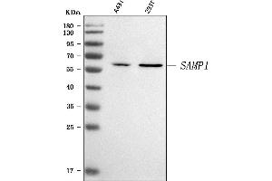 Western blot analysis of SMAP1 using anti-SMAP1 antibody (ABIN7599890).