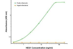 ELISA image for anti-Hes Family bHLH Transcription Factor 1 (HES1) antibody (ABIN2722659)
