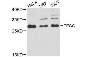 Western blot analysis of extracts of various cell lines, using TESC antibody (ABIN5996690) at 1:3000 dilution. (Tescalcin anticorps)