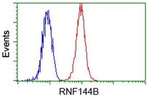 Image no. 2 for anti-Ring Finger Protein 144B (RNF144B) (AA 1-256) antibody (ABIN1490652) (RNF144B anticorps  (AA 1-256))