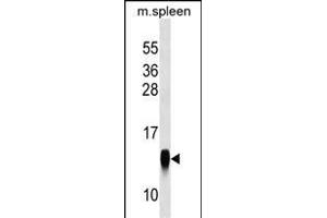 CRB3 Antibody (Center) (ABIN1538564 and ABIN2849155) western blot analysis in mouse spleen tissue lysates (35 μg/lane). (CRB3 anticorps  (AA 67-95))