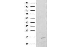 Image no. 1 for anti-Polymerase (RNA) II (DNA Directed) Polypeptide J2 (POLR2J2) antibody (ABIN1500339) (POLR2J2 anticorps)