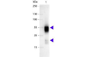 Western blot of Alkaline Phosphatase conjugated Sheep Anti-Rabbit IgG secondary antibody. (Mouton anti-Lapin IgG (Heavy & Light Chain) Anticorps (Alkaline Phosphatase (AP)) - Preadsorbed)