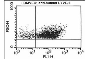 FACS analysis of LYVE-1 on human microvascular endothelial cells using antibody ABIN115663. (LYVE1 anticorps  (AA 24-231))