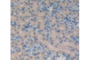 IHC-P analysis of Rat Tissue, with DAB staining. (Resistin anticorps  (AA 45-114))