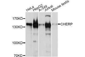 Western blot analysis of extracts of various cell lines, using CHERP antibody (ABIN5996299) at 1/1000 dilution. (CHERP anticorps)