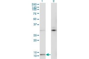 Western Blot analysis of MTCP1 expression in transfected 293T cell line by MTCP1 monoclonal antibody (M05), clone 1G12. (MTCP1 anticorps  (AA 1-68))