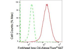 Flow cytometric analysis of Forkhead box O4 expression in HeLa cells using Forkhead box O4 antibody (ABIN7798648), 1:2,000).