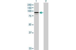 Western Blot analysis of ADARB1 expression in transfected 293T cell line by ADARB1 MaxPab polyclonal antibody. (RED1 anticorps  (AA 1-741))