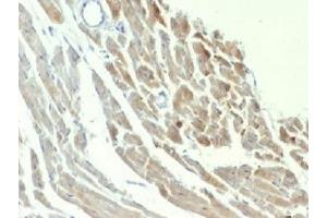 IHC testing of FFPE rat heart with NSE antibody (clone ENO2/1375). (ENO2/NSE anticorps  (AA 416-433))