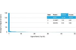 Analysis of Protein Array containing more than 19,000 full-length human proteins using SOX9 Mouse Monoclonal Antibody (SOX9/2398) Z- and S- Score: The Z-score represents the strength of a signal that a monoclonal antibody (Monoclonal Antibody) (in combination with a fluorescently-tagged anti-IgG secondary antibody) produces when binding to a particular protein on the HuProtTM array. (SOX9 anticorps  (AA 393-508))