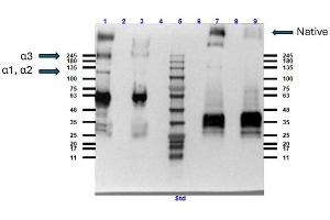 Western blot results using Rabbit Anti-Collagen Type VI Antibody.