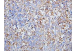 IHC-P: Lymphotactin antibody testing of mouse lymph node (XCL1 anticorps  (C-Term))